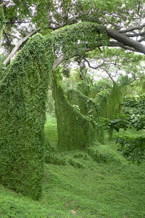 Cuba-2010-1008